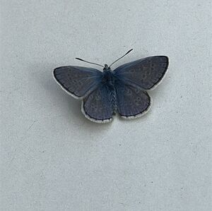 Meet your Posher, Eva